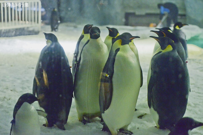 珠海长隆旅游攻略和住宿,珠海长隆周末有什么活动