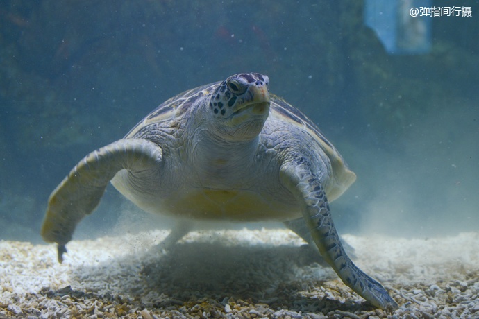 珠海长隆旅游攻略和住宿,珠海长隆周末有什么活动