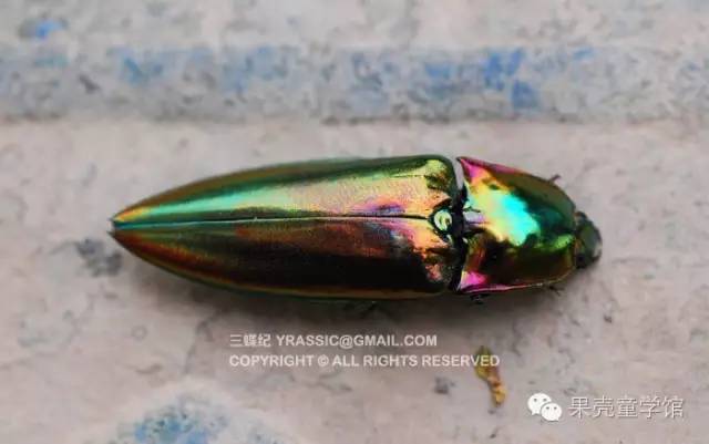 带小孩出去玩要小心一些什么虫,虫子带孩子去哪里玩比较好