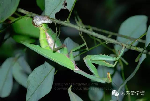 带小孩出去玩要小心一些什么虫,虫子带孩子去哪里玩比较好