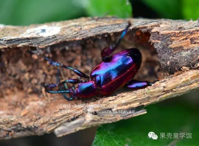 带小孩出去玩要小心一些什么虫,虫子带孩子去哪里玩比较好