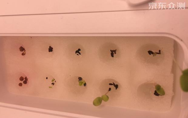 绿色环保农家小菜园,绿色无公害的自家小菜园