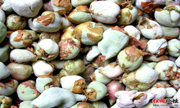 油茶树上长的茶耳可以吃的,油茶树上的茶泡