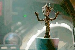 厦门的榕树是什么样的,厦门为啥这么多榕树