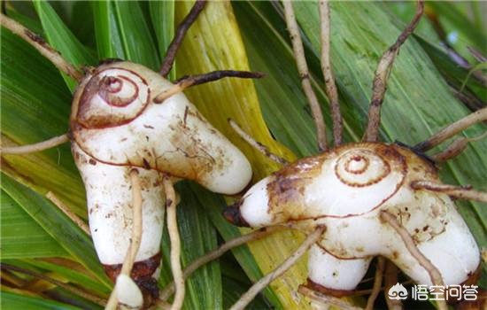 白芨的种植前景和黄精哪个好,白芨种植技术视频直播
