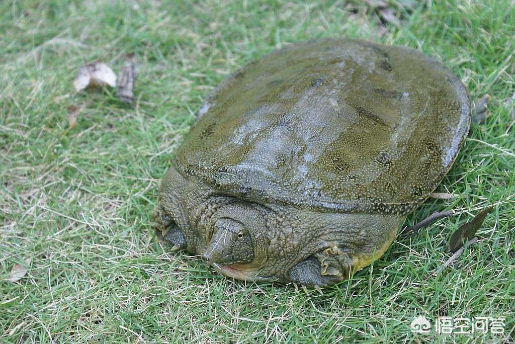 甲鱼的养殖前景行情怎么样,甲鱼如何养殖成本利润怎么样