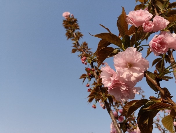 最超值的异形全面屏！OPPOR15评测：全系6+128