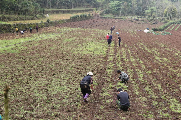 湖北鹤峰：大学生返乡创业流转土地500亩以苗为媒实现民富村美