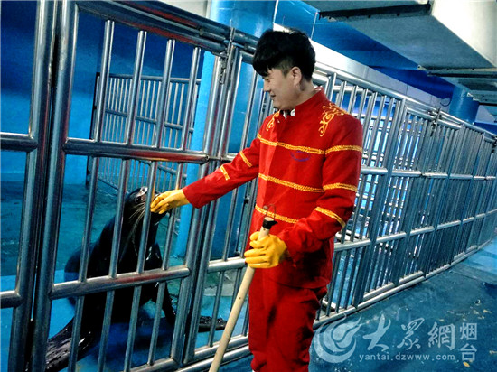 烟台：驯养师与海狮伙伴“贝克”的故事