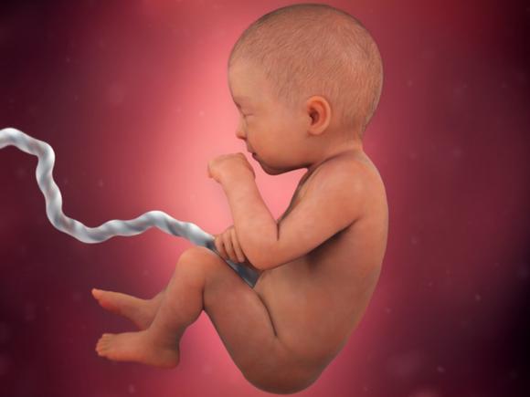 单角子宫胎儿发育,胎儿子宫成长过程带解说