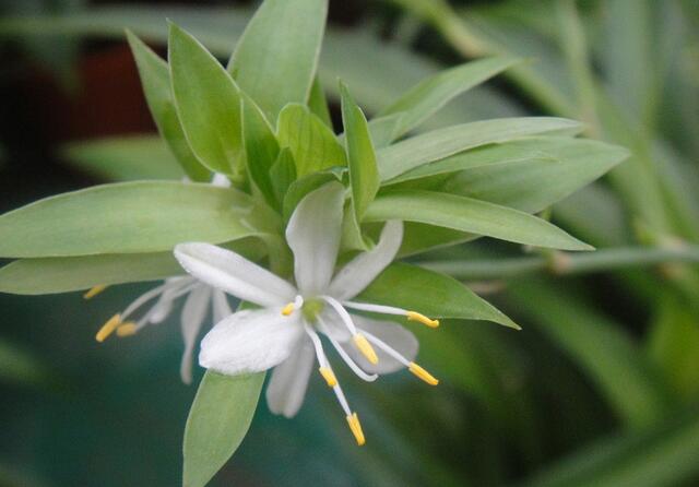 现在季节养哪些观叶观花的植物,室内水培观叶植物100种名字