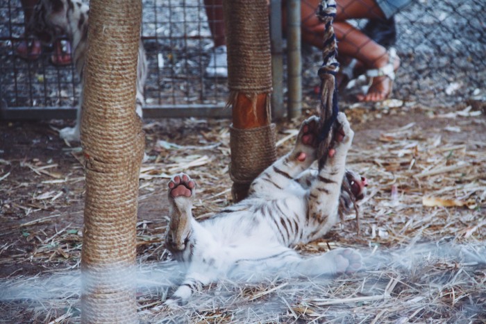 毛里求斯地球上有天堂,毛里求斯旅行感觉