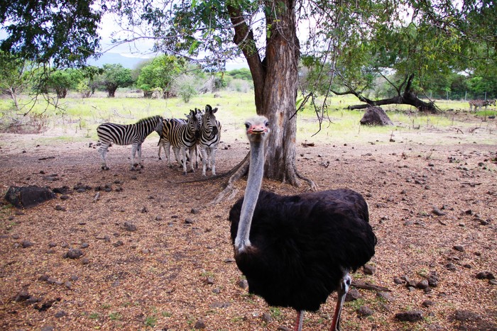 毛里求斯地球上有天堂,毛里求斯旅行感觉