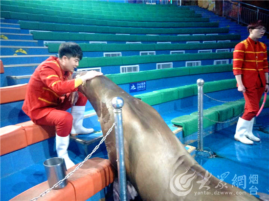 烟台：驯养师与海狮伙伴“贝克”的故事
