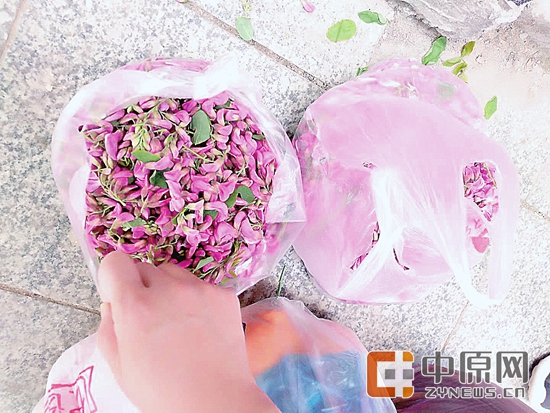 紫红色槐花和白色槐花哪个能食用,槐花什么颜色的能吃