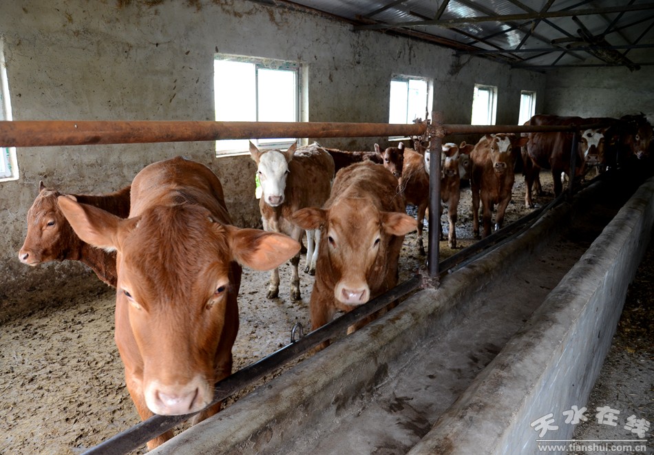 天水市最美乡村谢沟村,天水市麦积区最美村庄