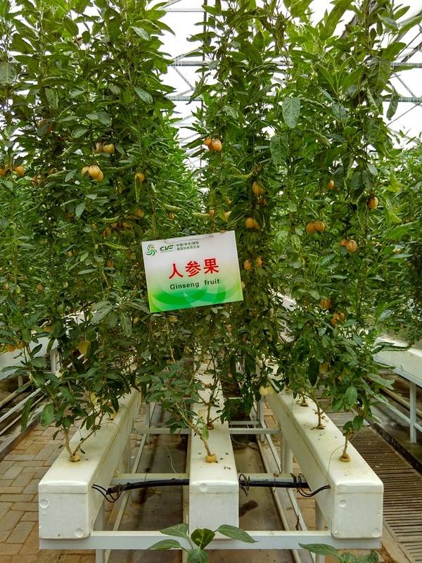 带上小蚁运动相机游潍坊（三）寿光菜博会