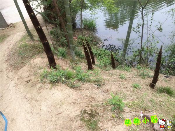 新鲜的小竹笋拿来怎么炒好吃,竹笋烧肉怎么烧才好吃