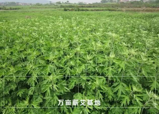 蕲春艾草文化节,蕲春艾草节