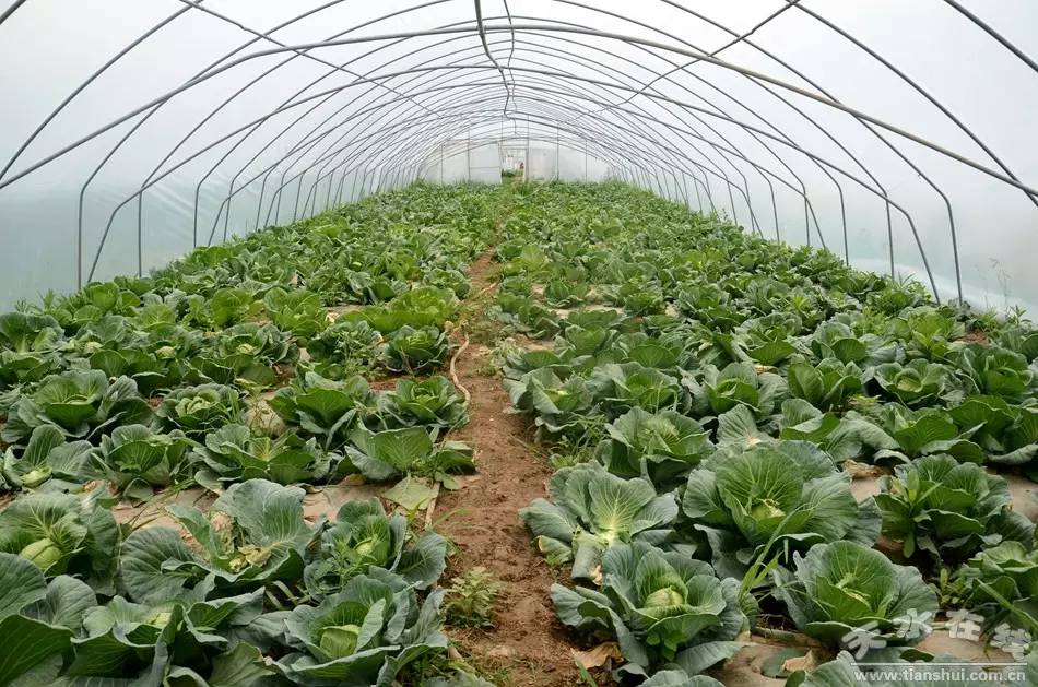 天水市最美乡村谢沟村,天水市麦积区最美村庄