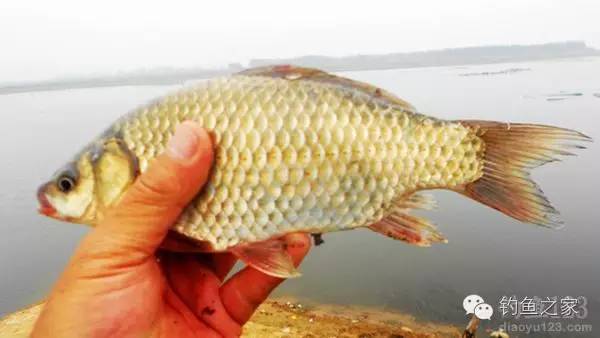 水库传统钓钓鱼技巧,钓水库鱼的技巧和方法