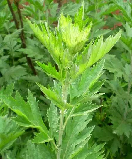 蕲春艾草文化节,蕲春艾草节