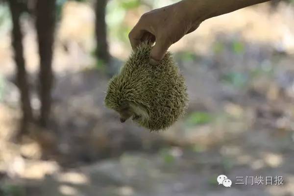 小区里发现一只刺猬,小区发现一只刺猬