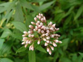 端午沐兰节,端午沐兰