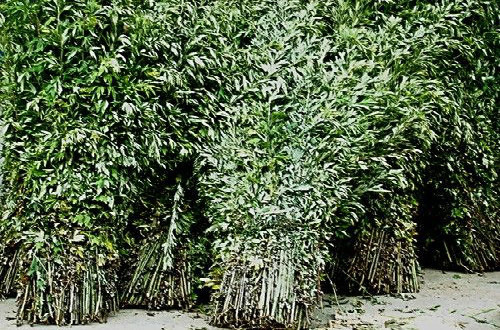 端午节插艾的寓意,端午节插艾有什么讲究