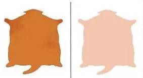 趣说猫历史|原来所有猫咪中性格最好的是你呀！