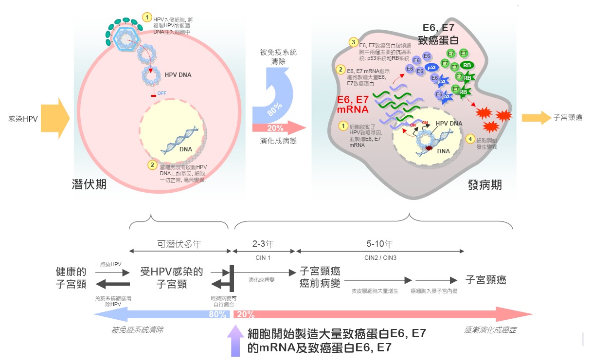 hpv常见问题和解决讲解,hpv常见问题及解决方法