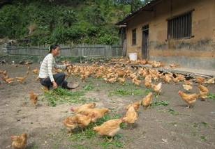 家禽养殖业模式是什么,生鲜家禽销售的痛点