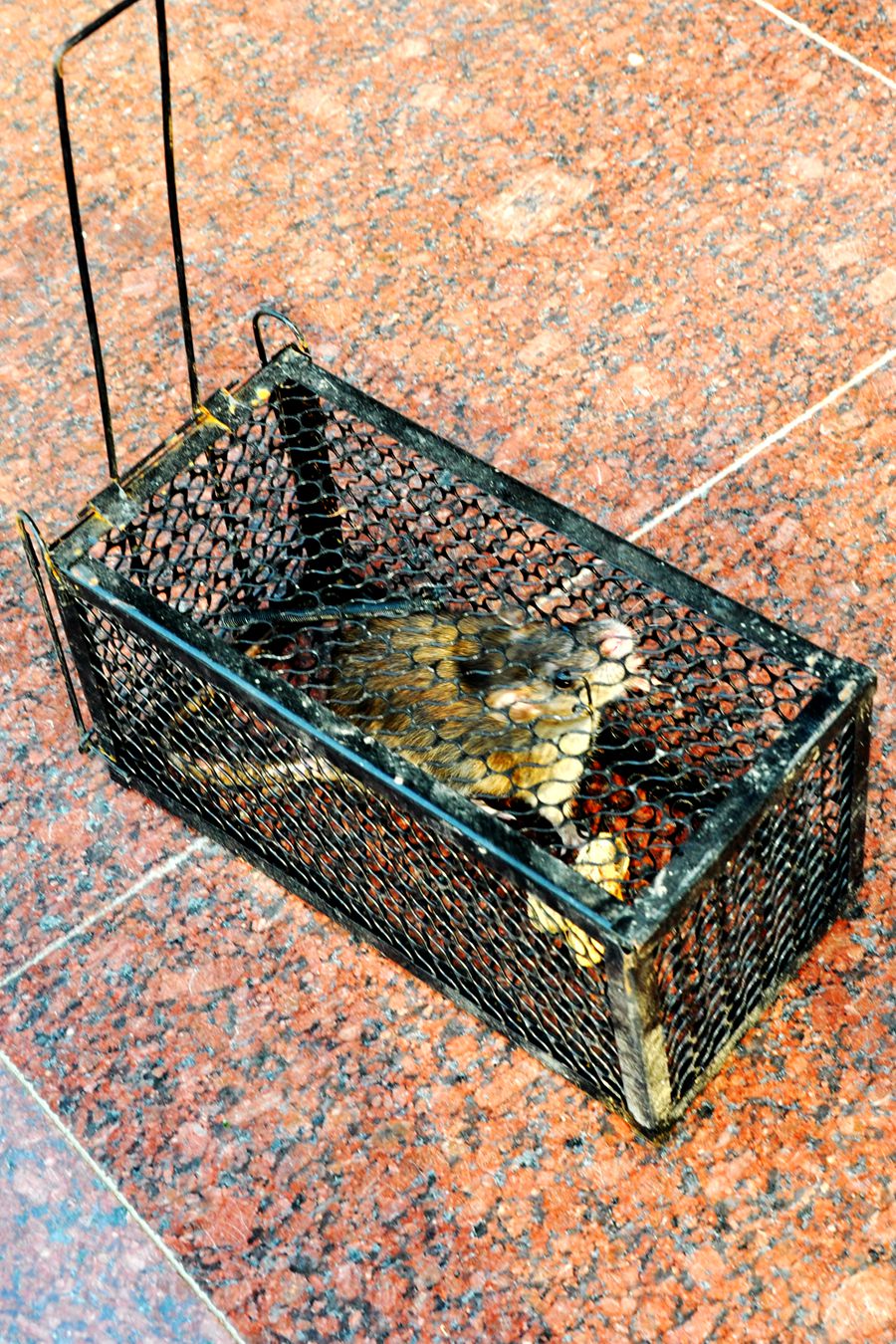 硕鼠硕鼠无食我黍,硕鼠硕鼠无食我黍是什么意思