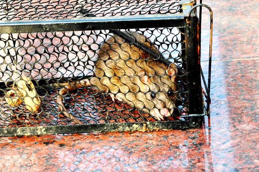 硕鼠硕鼠无食我黍,硕鼠硕鼠无食我黍是什么意思