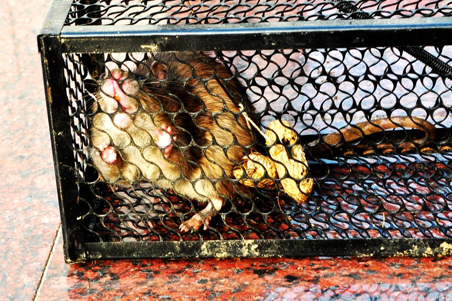 硕鼠硕鼠无食我黍,硕鼠硕鼠无食我黍是什么意思