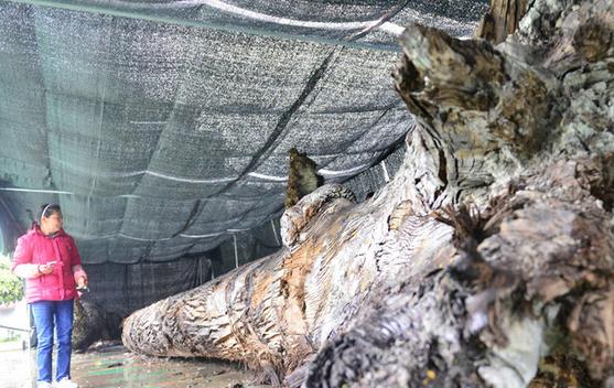 千万一根的金丝楠跌到万元一吨仍无人问津，它的内心很崩溃！