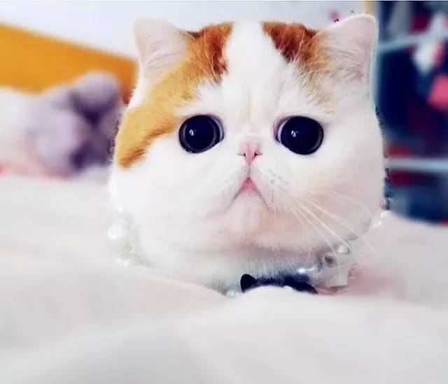 趣说猫历史|原来所有猫咪中性格最好的是你呀！