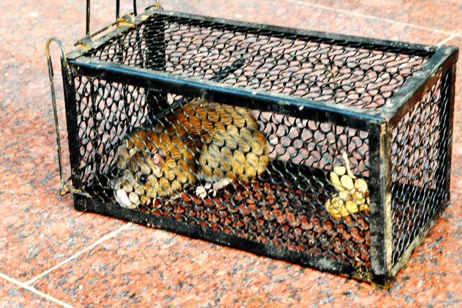 硕鼠硕鼠无食我黍,硕鼠硕鼠无食我黍是什么意思