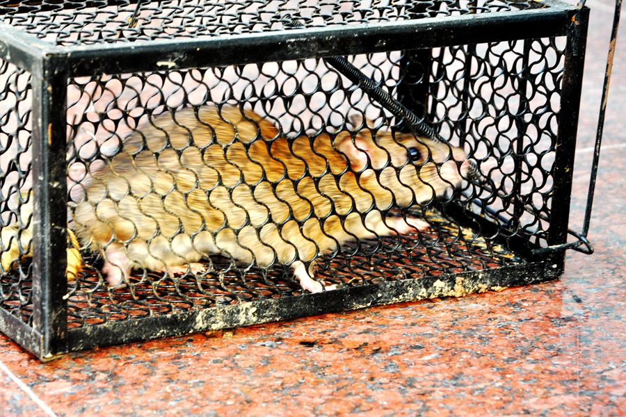 硕鼠硕鼠无食我黍,硕鼠硕鼠无食我黍是什么意思