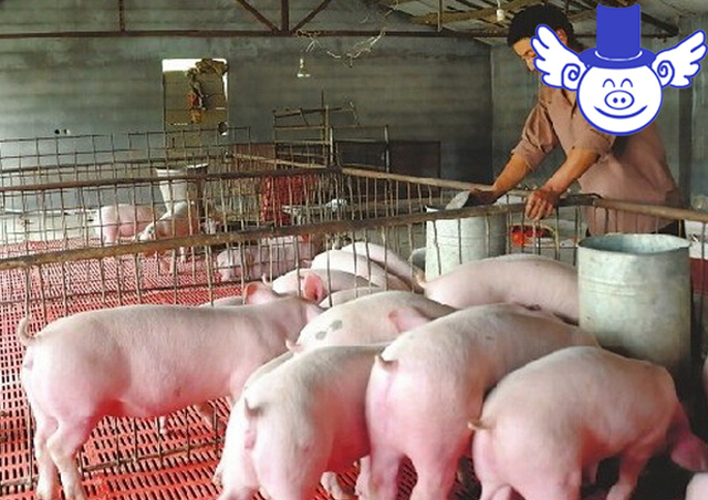 哪种方法养猪最省钱,最好的养猪方法是什么呢