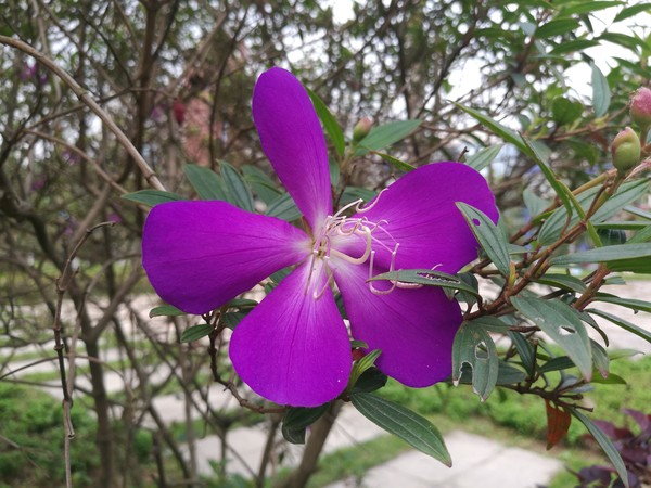 华为p系列对比苹果手机,华为p40pro和苹果xs哪个好