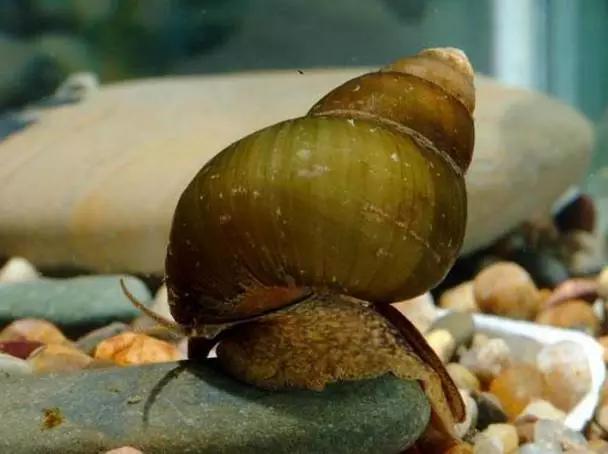 鐢拌灪鍊掑叆鐩樹腑,閾剁洏鐢拌灪