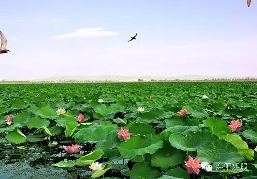 淮阳：书记倾情抒淮阳，陈风楚韵荷花香！