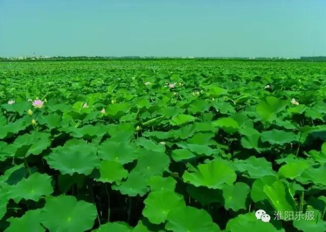 淮阳：书记倾情抒淮阳，陈风楚韵荷花香！