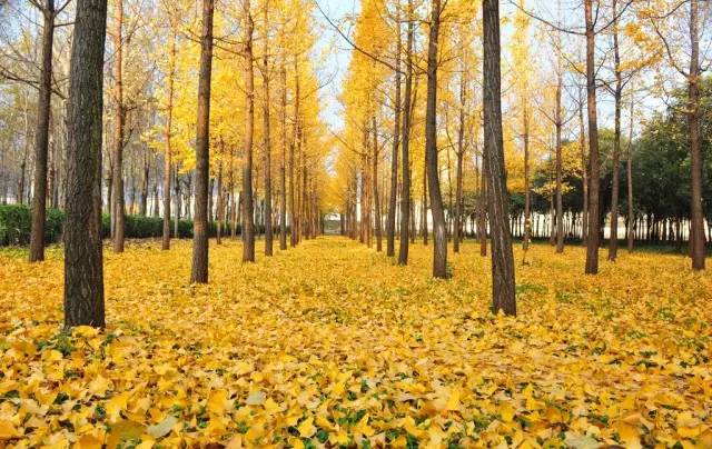 白果以种子入药吗,公白果树果子能吃吗