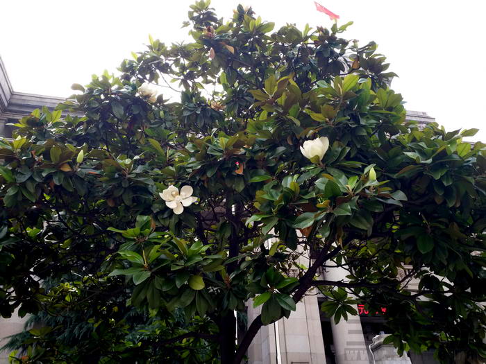 vivoxplay5体验,vivoxplay5标准版和旗舰版