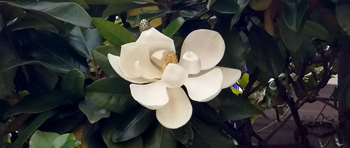 vivoxplay5体验,vivoxplay5标准版和旗舰版