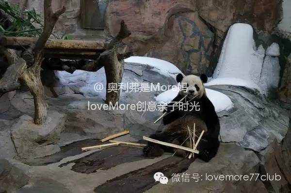 广州旅游攻略长隆野生动物园,广州长隆野生动物园自由行攻略