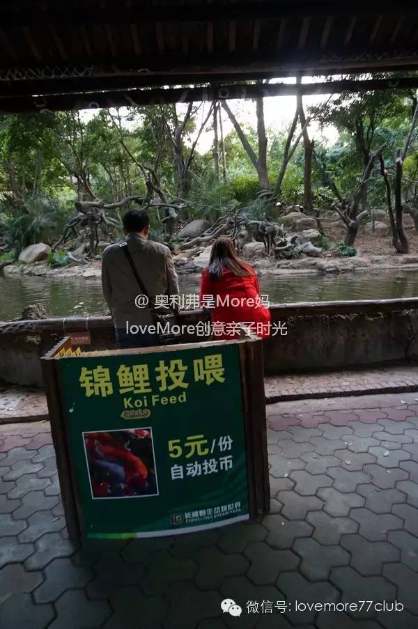 广州旅游攻略长隆野生动物园,广州长隆野生动物园自由行攻略