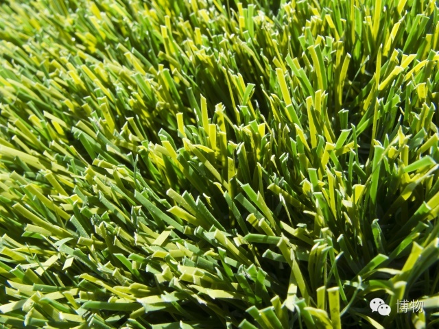 足球场的草坪类型,足球场的草坪为什么这么丝滑